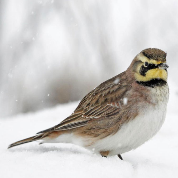 Horned Lark taking a Snow Bath in NY State Grasslands
