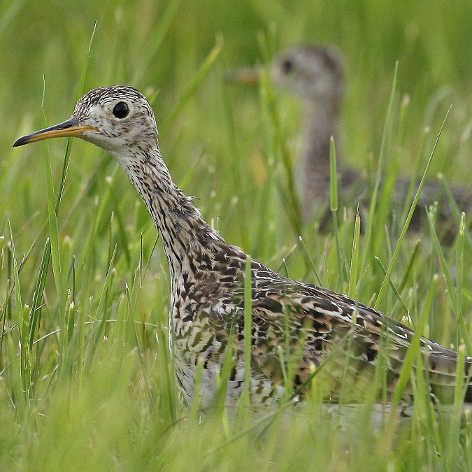 Upland Sandpiper in the Washington County Grasslands of upstate New York