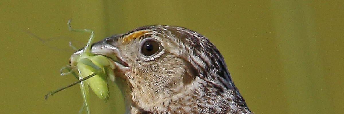Savannah sparrow with grasshopper