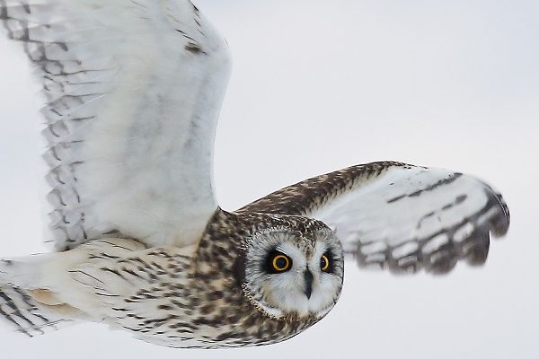 Short eared owl flying