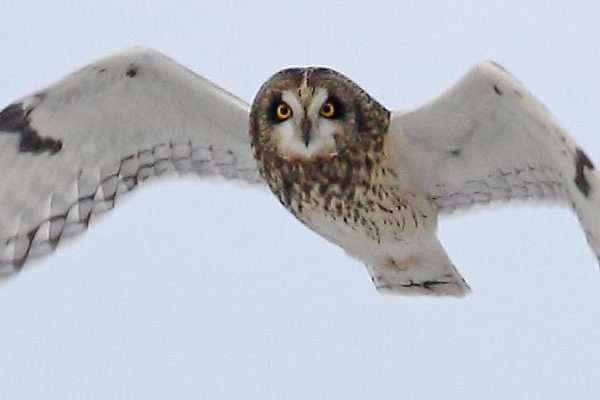 Flying short eared owl