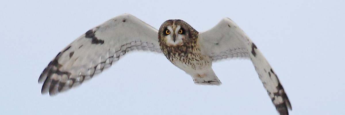 Flying short eared owl