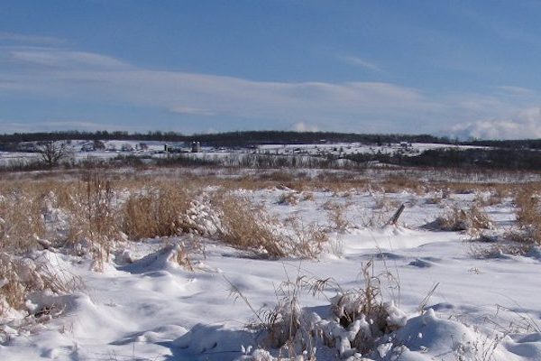 winter grassland landscape