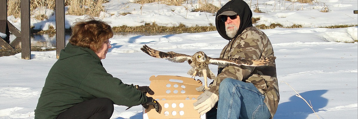 Short eared owl being released