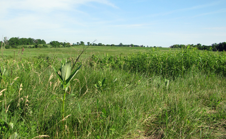 Washington County Grassland Field
