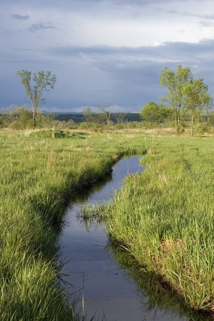 Washington County Grasslands Stream