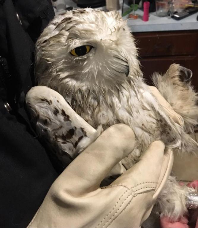 Snowy Owl being held