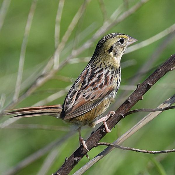 New York State Endangered And Threatened Grassland Birds