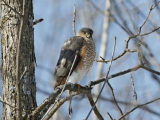 Coopers Hawk in a tree