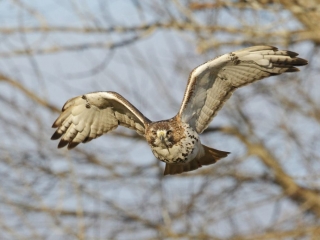 Red-tailed Hawk flying