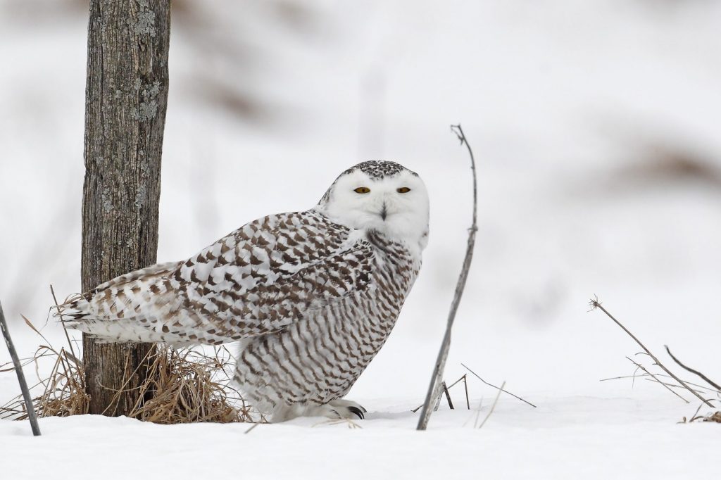 Snowy Owl on the snow