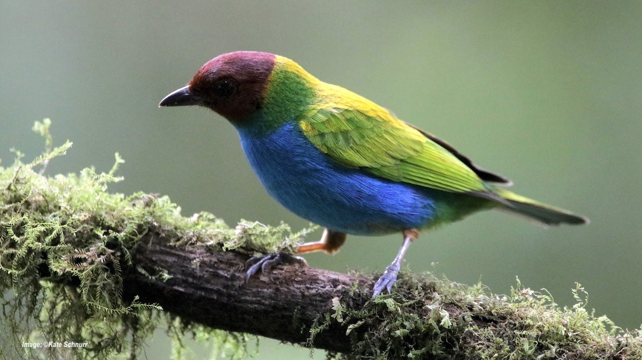 Bay-headed Tanager by ©Kate Schnurr