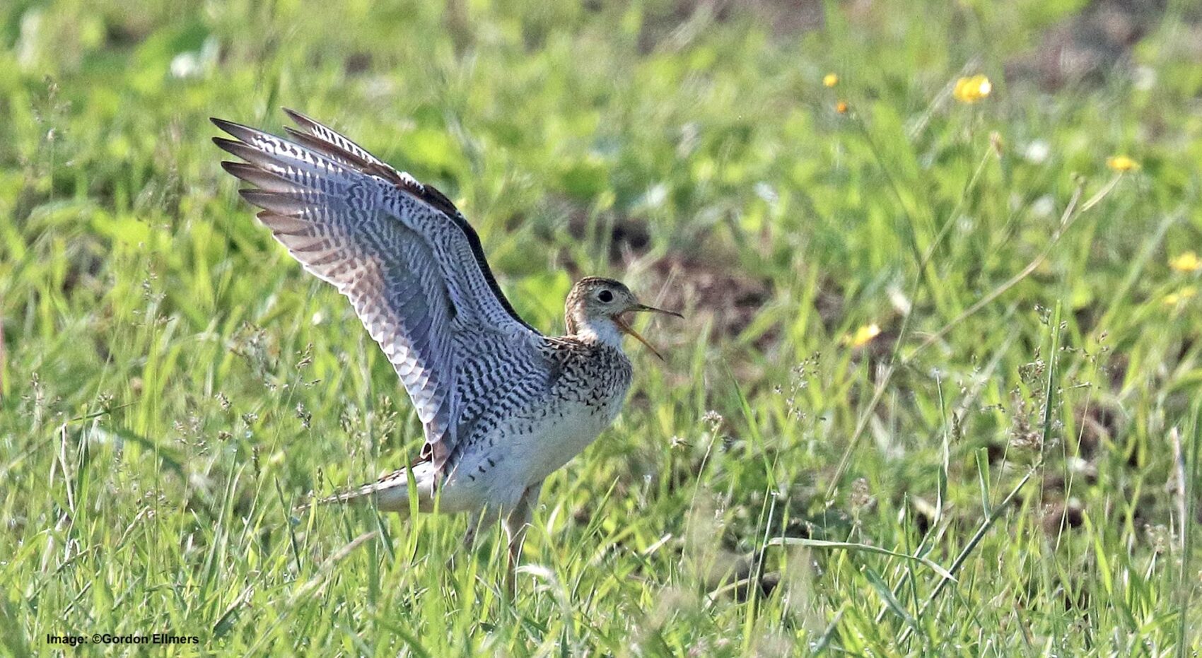 Upland Sandpiper displaying in the grasslands