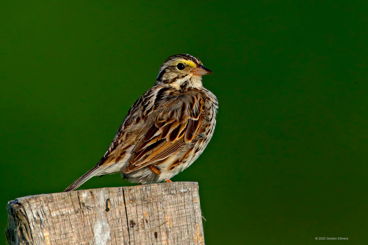Savanna Sparrow surveys its grassland world