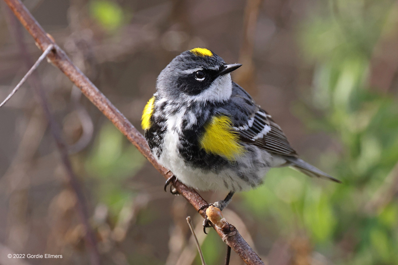 Yellow-rumped warbler in Fort Edward 