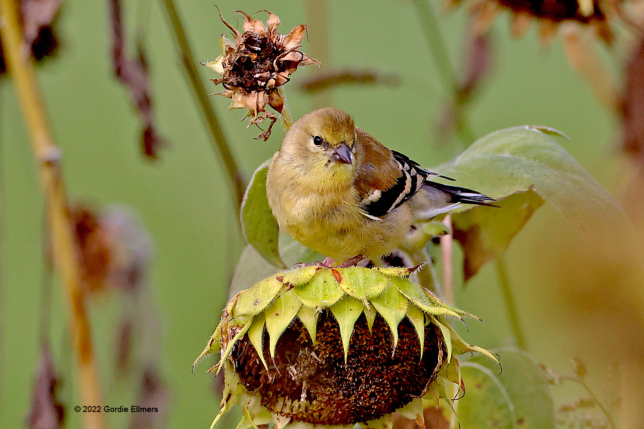Sunflower and American Goldfinch in autumn plumage Image: ©Gordon Ellmers