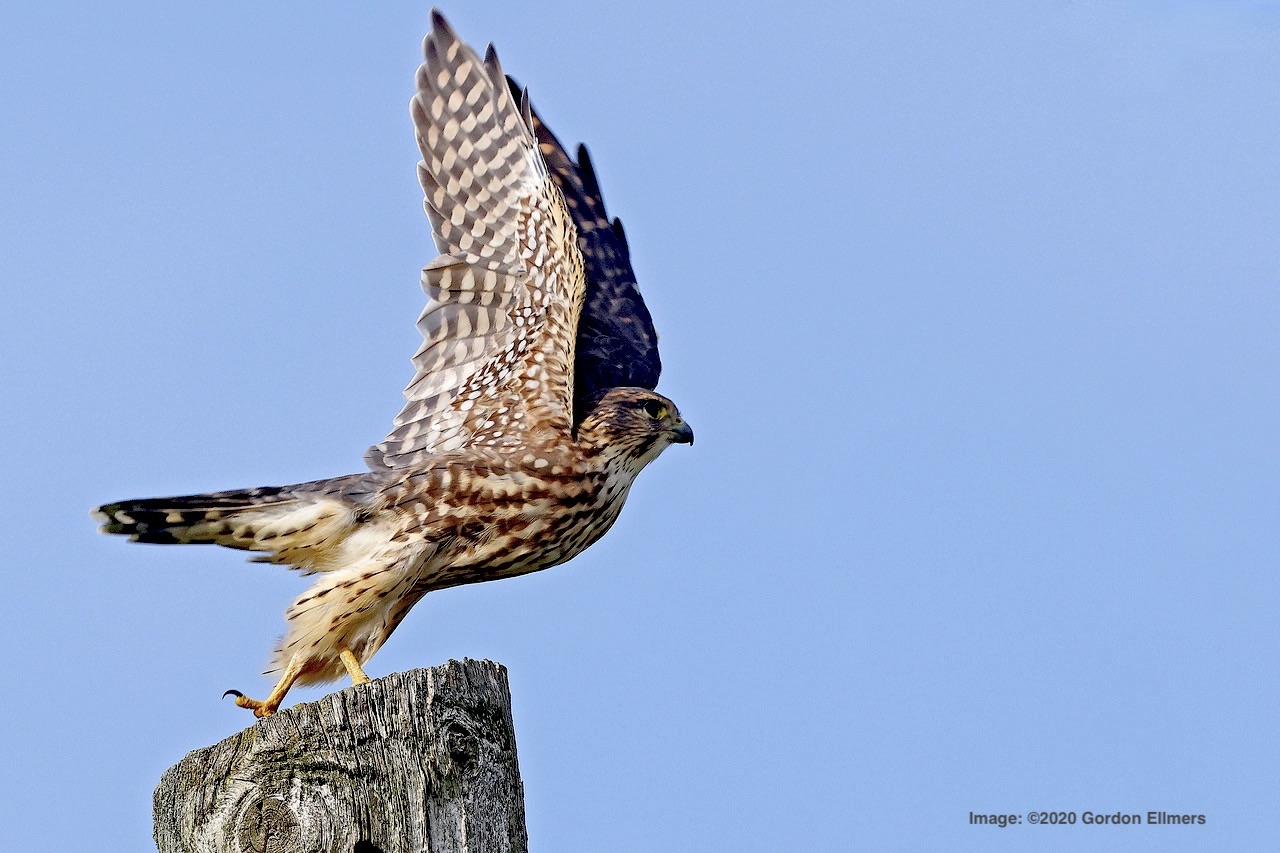 Merlin or Lady Hawk in Fort Edward, New York. Image: ©Gordon Ellmers 