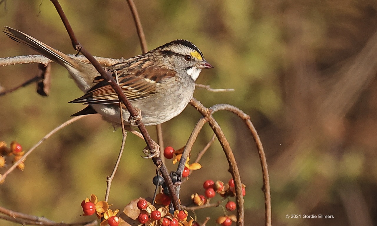 White-throated Sparrow is a relative of the Dark-eyed junco. Image: ©Gordon Ellmers 