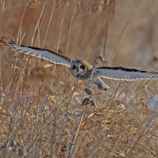 Short-eared Owl in New York grasslands