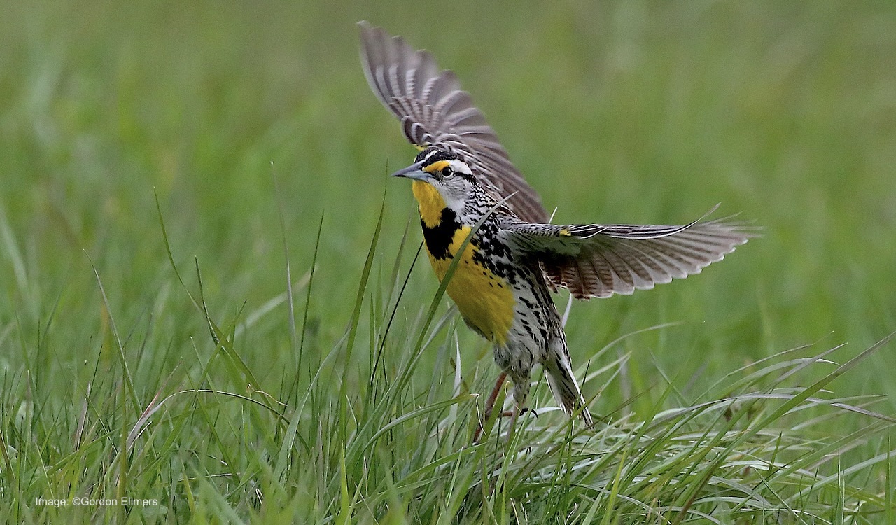 Our Washington County grasslands are an important nesting area for Eastern meadowlarks. 