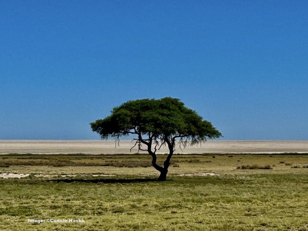 Lone tree at salt pan, Etosha National Park.Namibia.  Image ©Connie Hasko