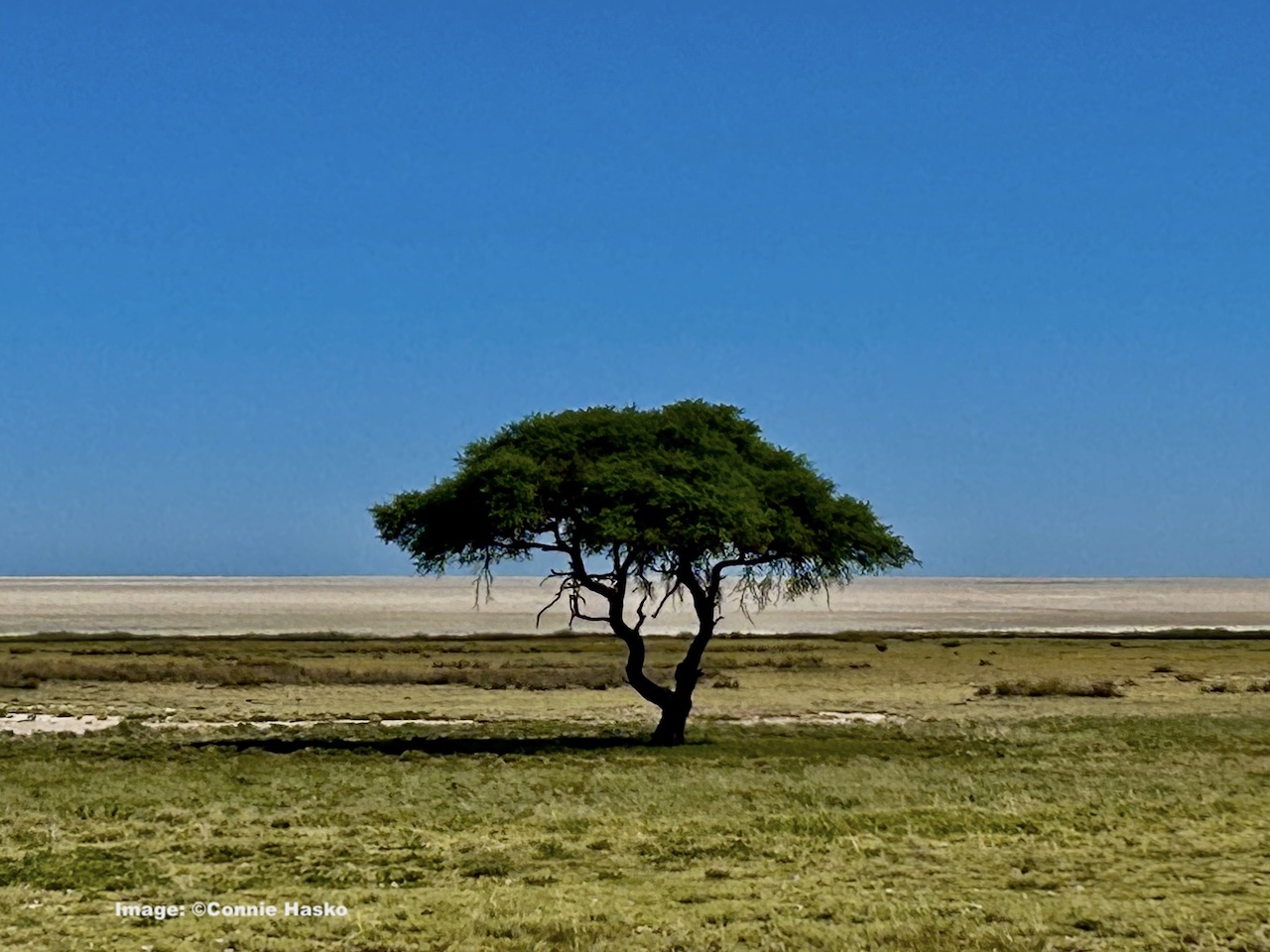 Etosha National Park, famous for its ancient salt pan, is home to a myriad an amazing ecosystem of plants, animals and birds. Image Connie Hasko 
