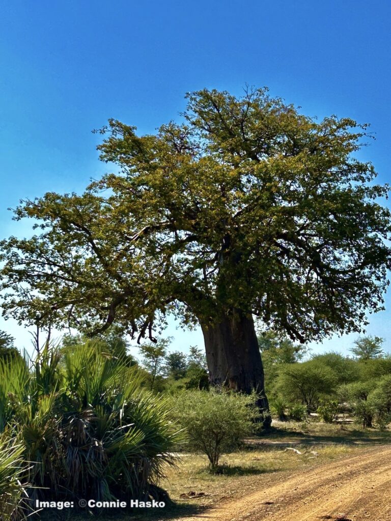 Baobob tree Bwabwata National Park, Namibia.  Image ©Connie Hasko
