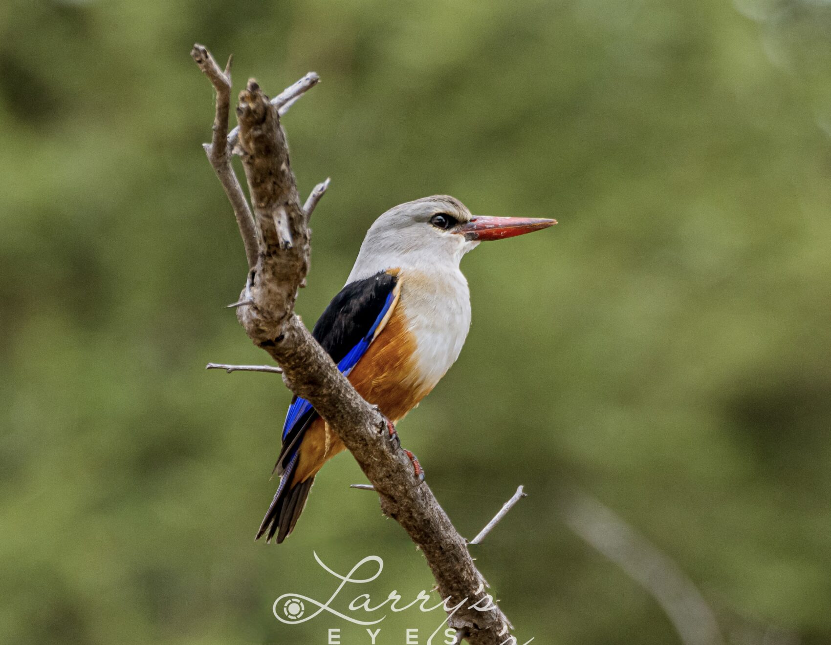 Grey-headed Kingfisher seen in Namibia during the GBT's annual fundraising birding trip.