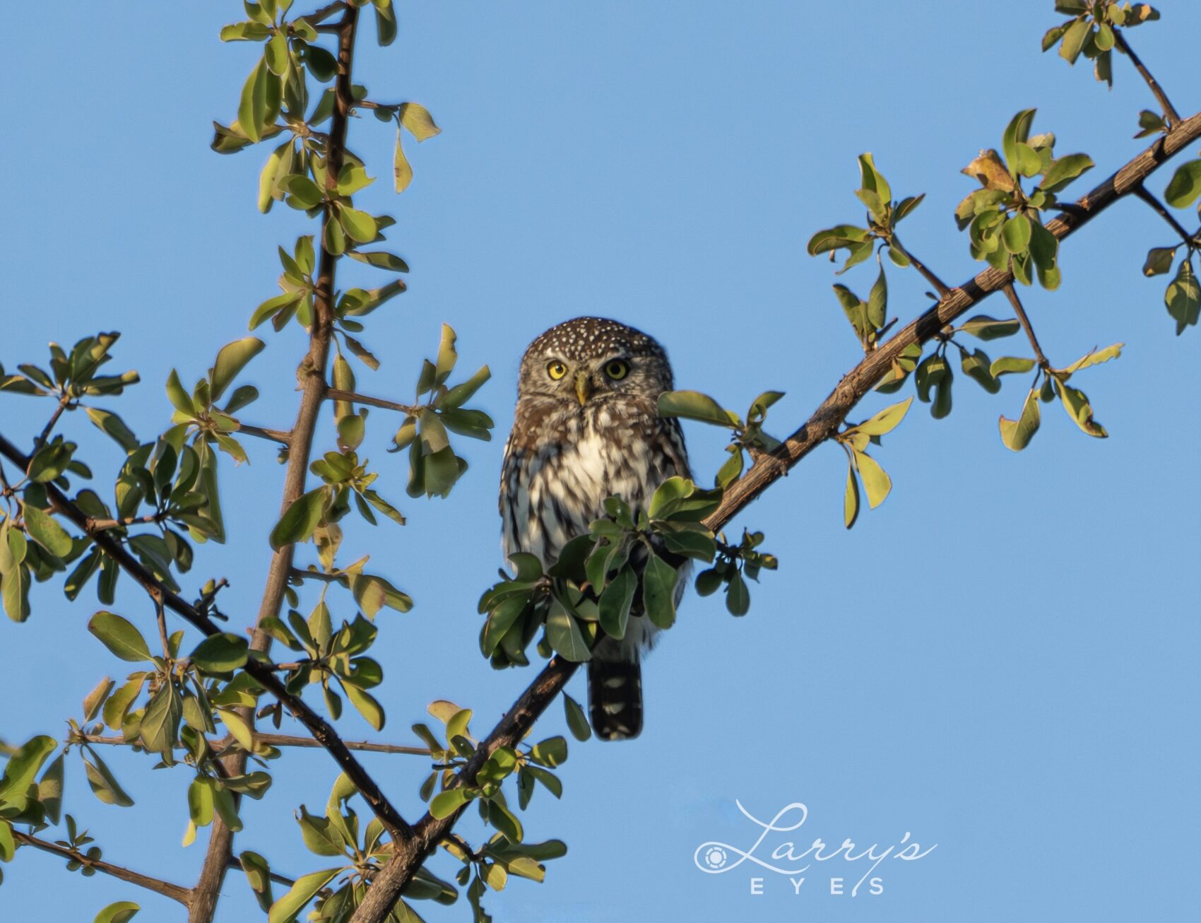 Pearl Spotted owl in Botswana 