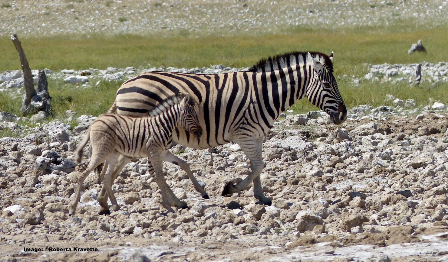 Plains zebra foal and mother. Etosha national Park, Namibia