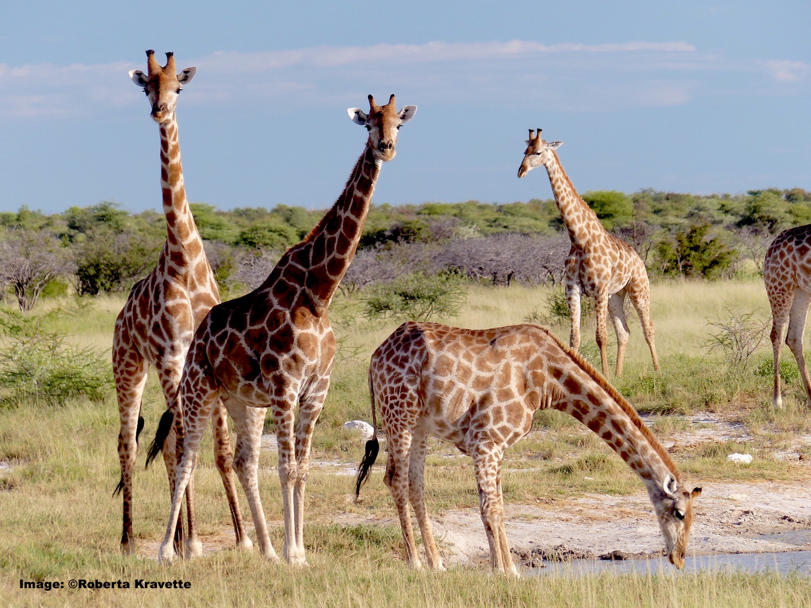 Giraffe family drinking in Etosha National Park, Namibia. Image: ©Roberta Kravette