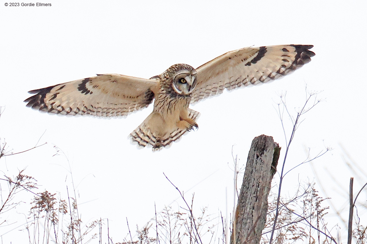 Short-eared Owl in the Fort Edward Grassland IBA